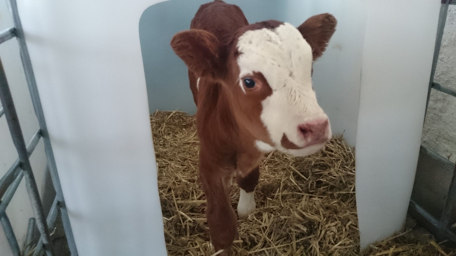 Betreuung von Nutztieren auf Hof