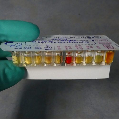 Moderne Großtiermedizin direkt auf Ihrem Hof