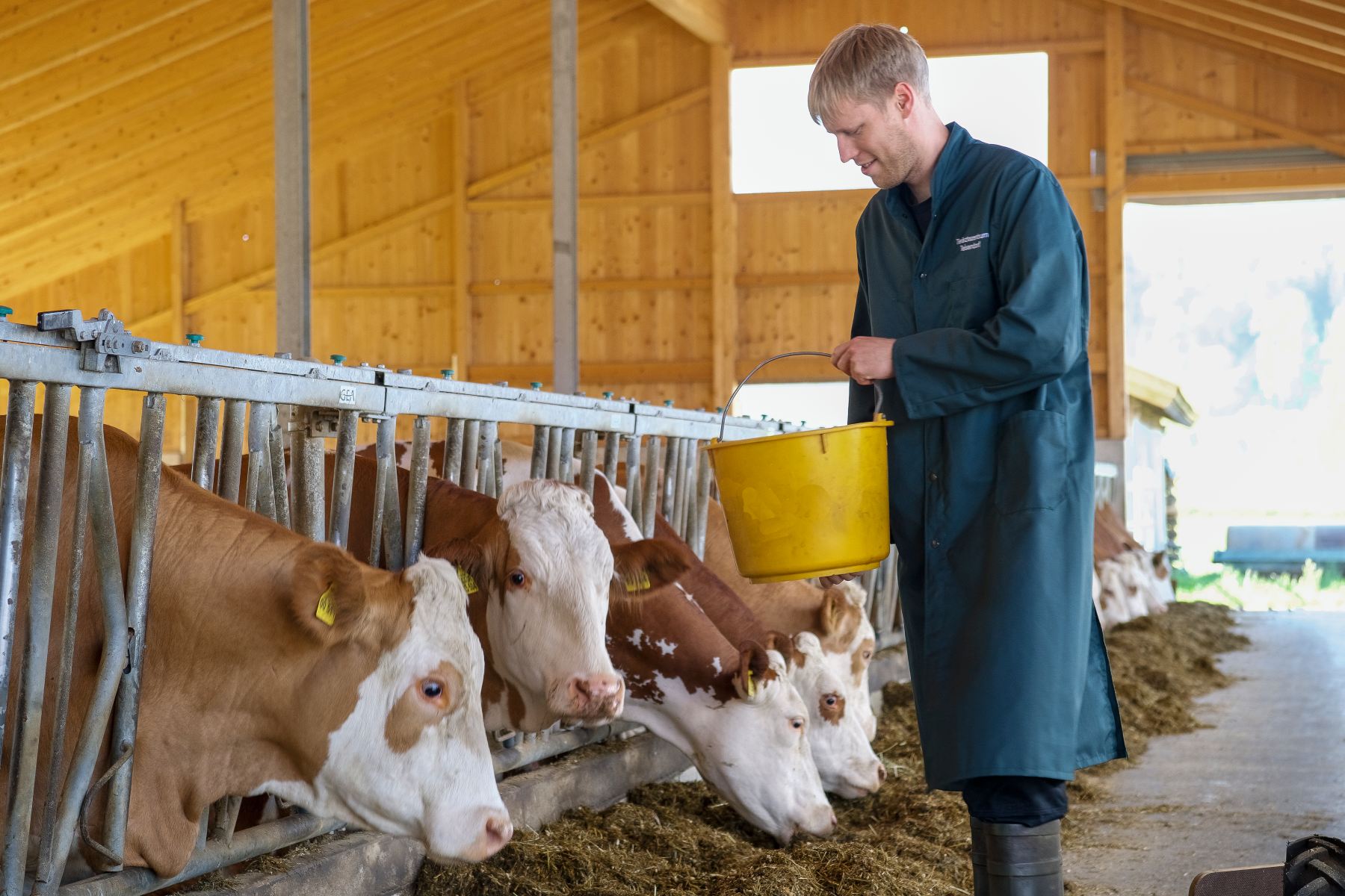 Tierarzt behandelt krankes Kalb