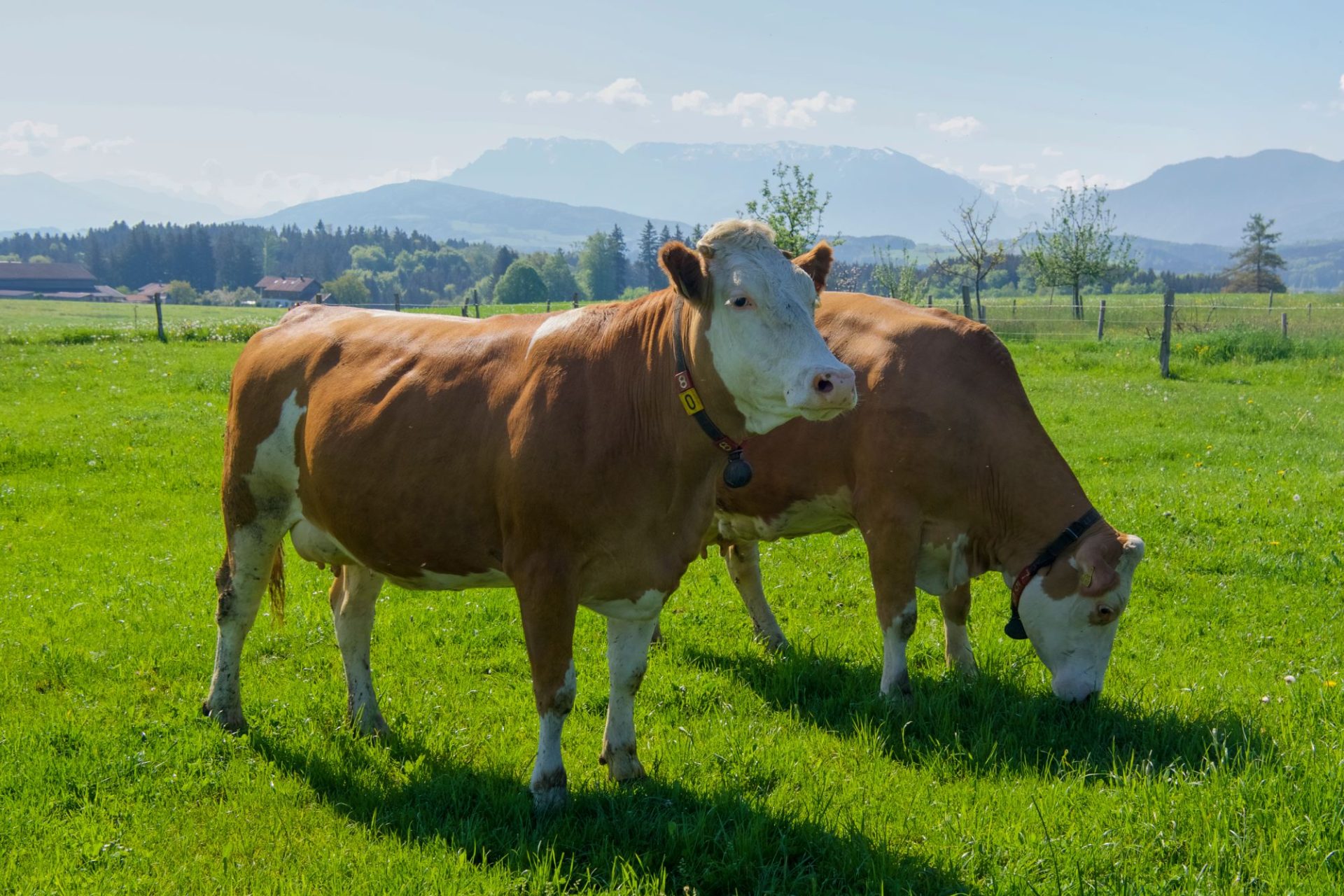 Landwirtschaftlicher Betrieb mit Tierarztbesuch